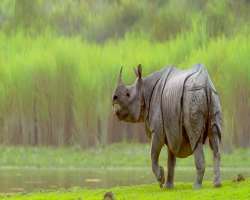 Around two-thirds of great one-horned rhinoceroses across the world are living in the park. The population of the rhinos is about 2413 in 2018.
